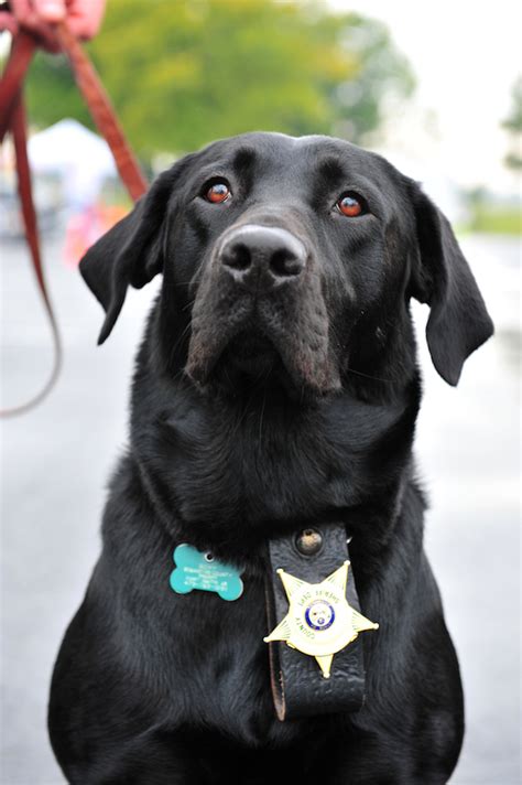 labrador police dog videos sheriff